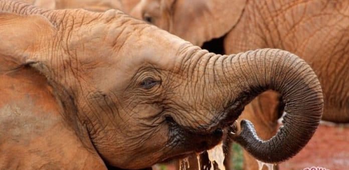 154_gajah_di_botswana_mati_misterius