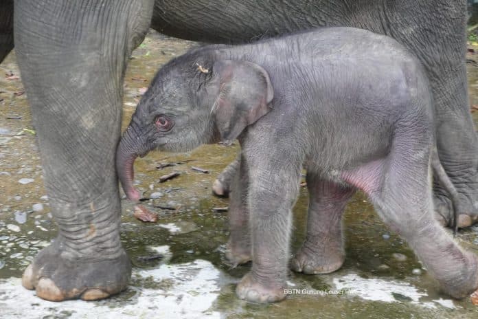 anak_gajah_sumatera_lahir_di_plsk_tangkahan