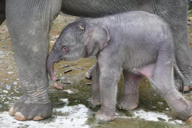 anak_gajah_sumatera_lahir_di_plsk_tangkahan