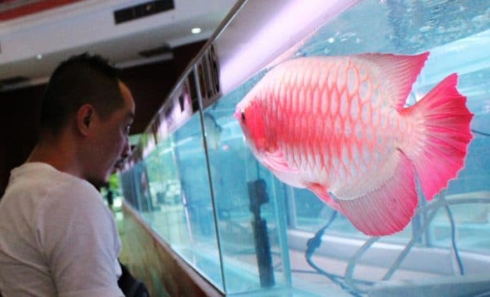 ekspor_ikan_hias_arwana_digalakkan