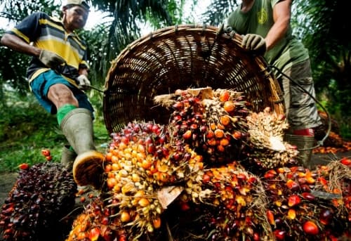 harga_tbs_sumut_ditetapkan_rp3364_per_kg