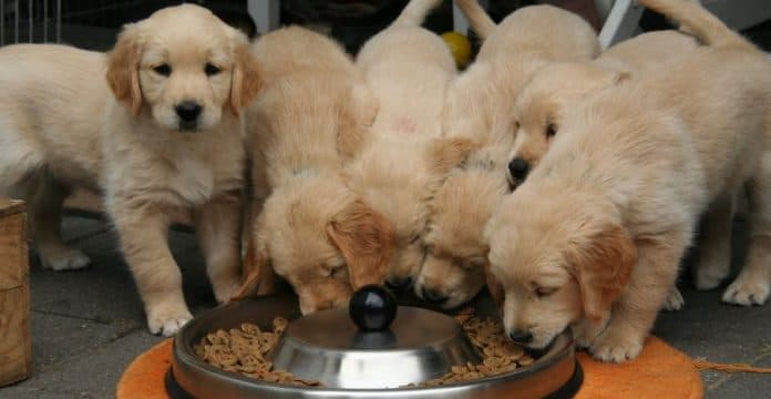 korsel_larang_perdagangan_anjing_mulai_2027