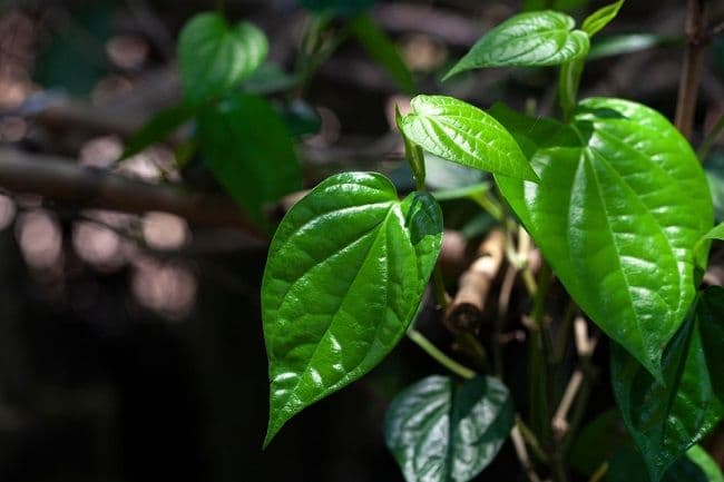 manfaat_daun_sirih_bagi_kesehatan