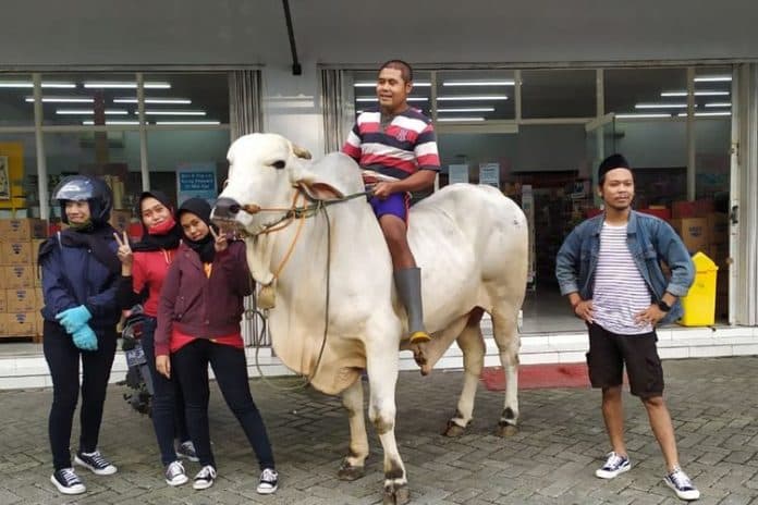 pejabat_polisi_beli_sapi_seharga_rp85_juta