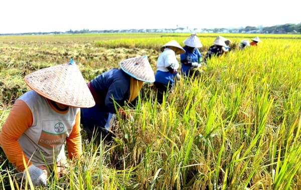 produksi_padi_di_sumut_3170147_ton