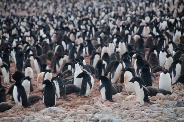ribuan_penguin_mati_misterius_di_antartika