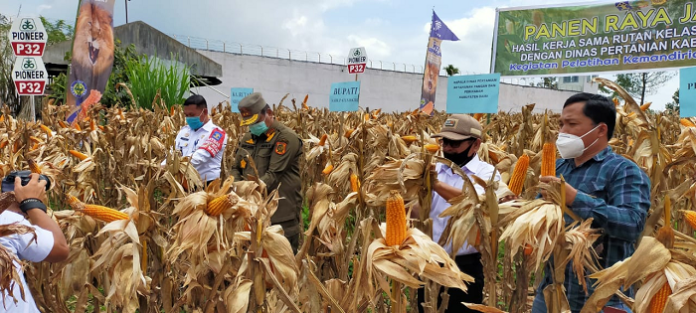 tahanan_rutan_sidikalang_panen_raya_jagung